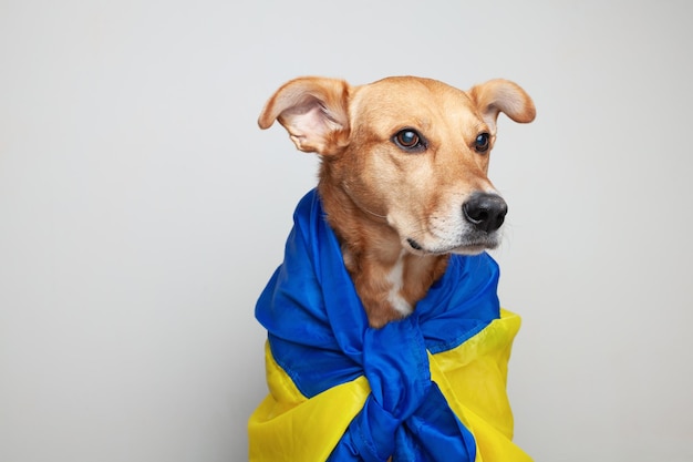 El perro rojo de raza mixta cubre las banderas azules y amarillas de Ucrania necesitan apoyo Publicidad social Concepto de ayuda para refugiados de mascotas