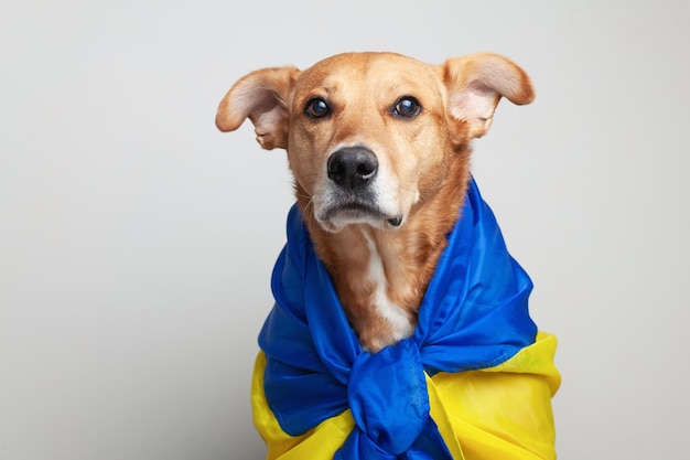 El perro rojo de raza mixta cubre las banderas azules y amarillas de Ucrania necesitan apoyo Publicidad social Concepto de ayuda para refugiados de mascotas