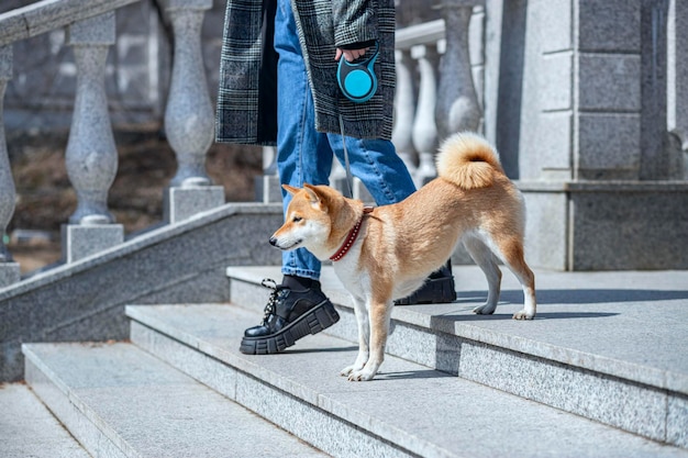Perro rojo Shiba Inu con collar rojo baja las escaleras de una escalera de piedra junto a su dueño