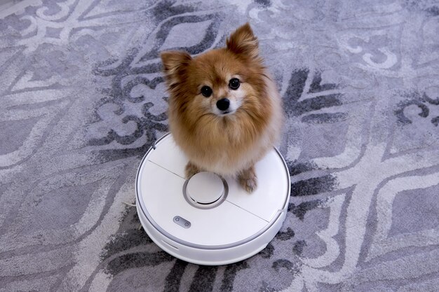 Un perro rojo se sienta en una aspiradora robot blanca y mira hacia arriba mientras limpia la alfombra gris