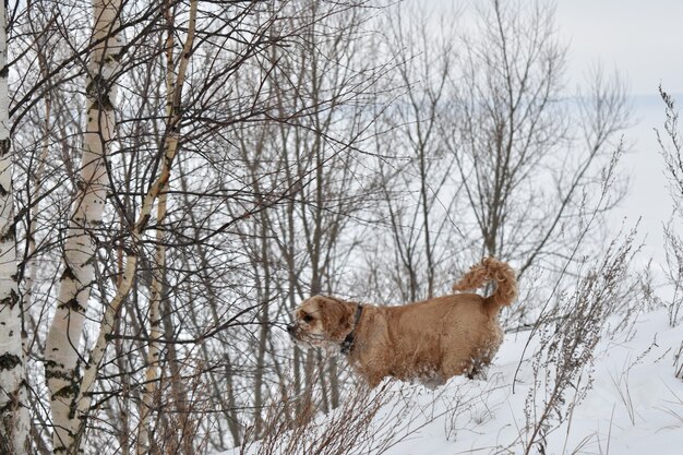 Perro rojo sobre nieve blanca