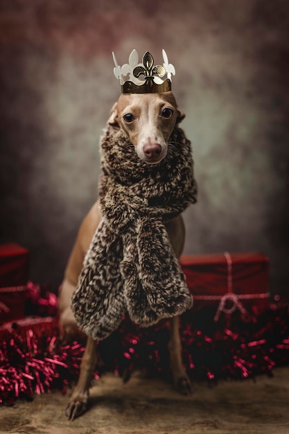 Perro con ropa cálida mientras se sienta junto a los regalos durante la Navidad