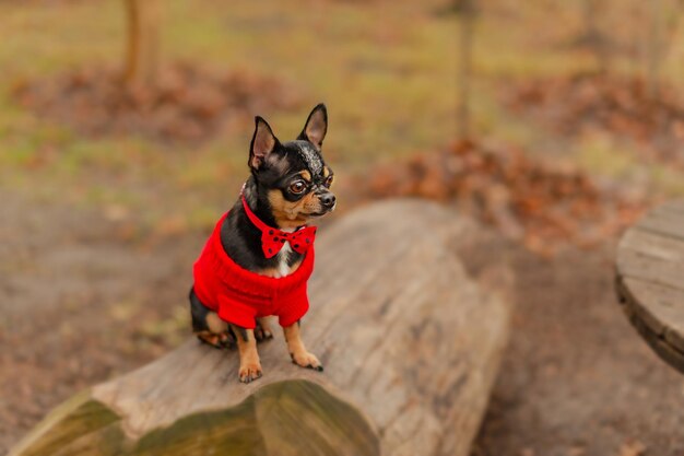 Perro con ropa. Chihuahua se sienta en un tocón y mira hacia otro lado.