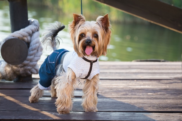 Un perro con ropa elegante camina en el muelle.