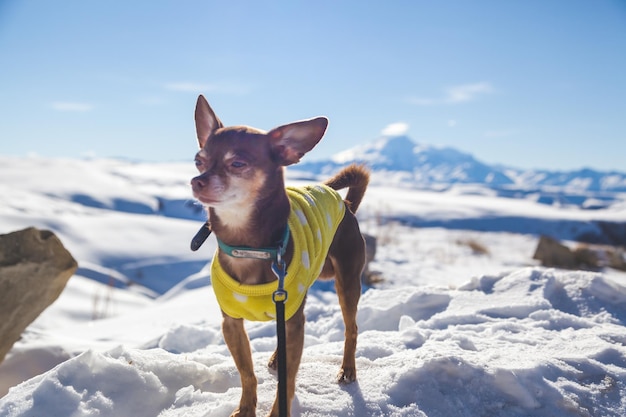 Perro en ropa de invierno chihuahua