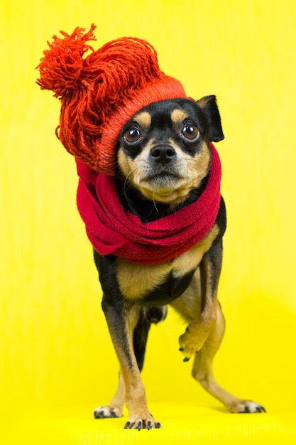Foto perro en ropa de invierno