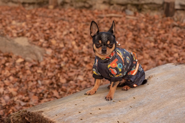 Perro en ropa para pasear. Adorable perro chihuahua al aire libre en un suéter. Perro en invierno u otoño