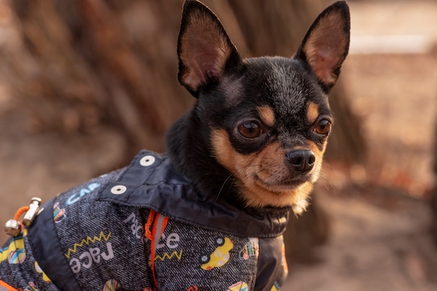 Perro en ropa para pasear. Adorable perro chihuahua al aire libre en un suéter. Perro en invierno u otoño