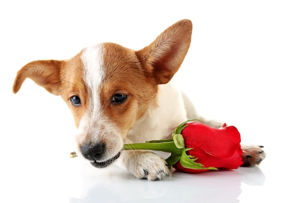 Perro con rosa roja, aislado en blanco