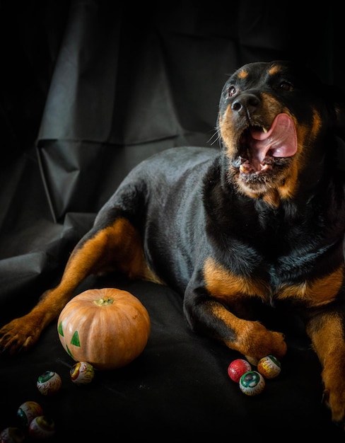 perro rottweiler con una calabaza de halloween.