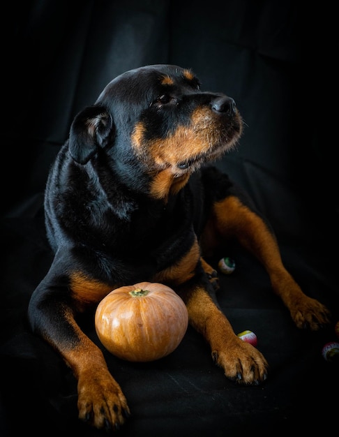 perro rottweiler con una calabaza de halloween.