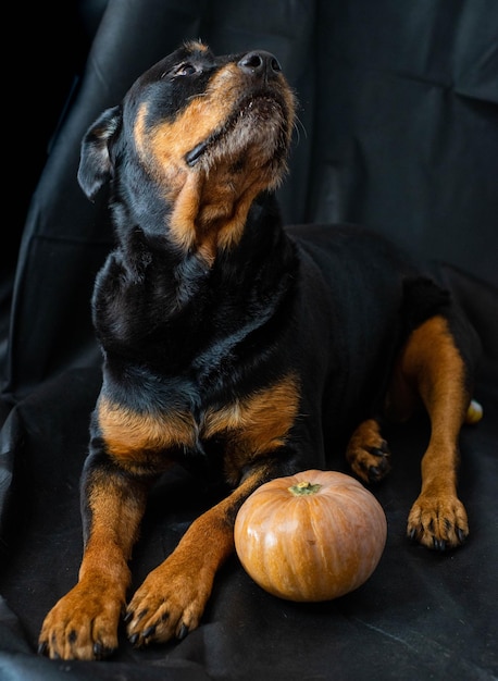 perro rottweiler con una calabaza de halloween.