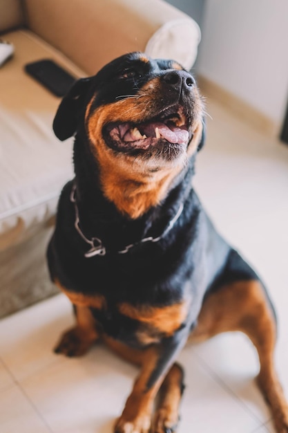 Un perro rottweiler en una casa.