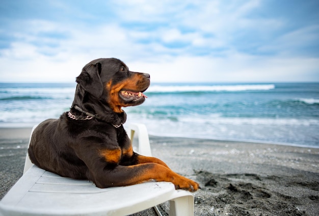 Perro rottweiler descansando en una tumbona en la playa