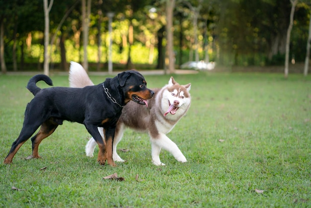 Perro Rottweiler y Malamute de Alaska en el parque