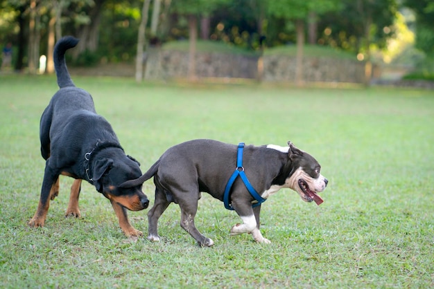 Perro Rottweiler olfateando el trasero de Bulldog Concepto social del perro