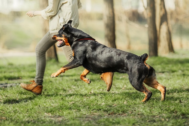 Perro rottweiler en el paseo