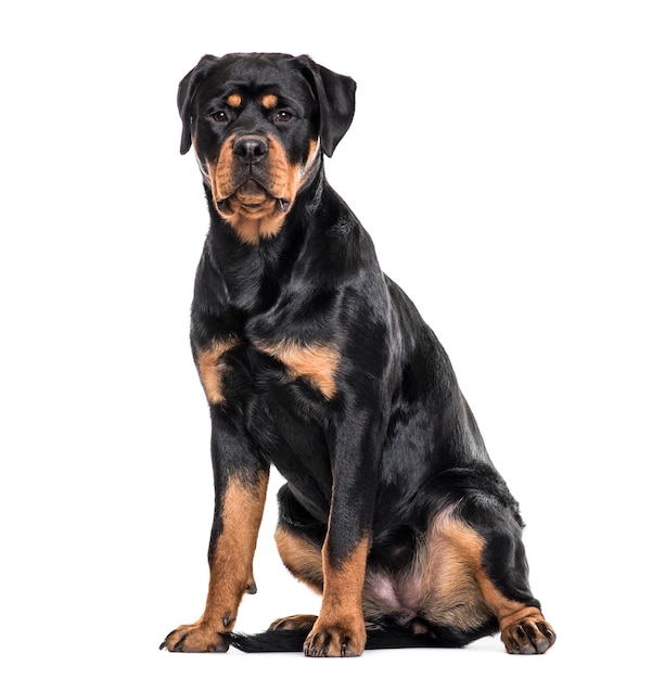 Perro rottweiler sentado contra el fondo blanco.