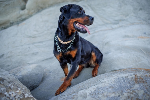 El perro Rottweiler se sienta en la playa contra el fondo del mar