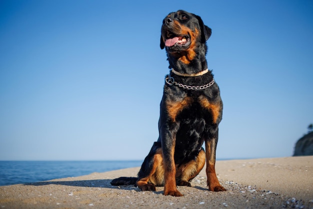 El perro Rottweiler se sienta en la playa contra el fondo del mar