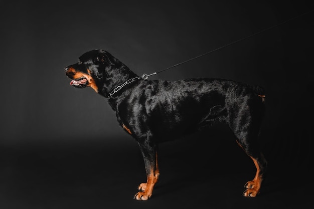 Perro Rottweiler sobre un fondo negro en el estudio