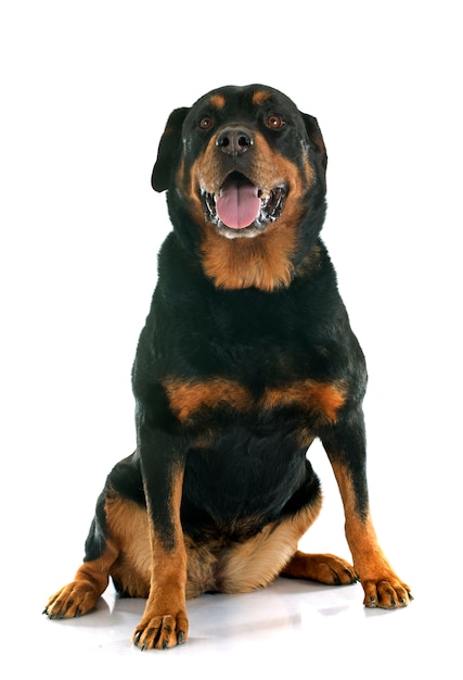 Perro rottweiler