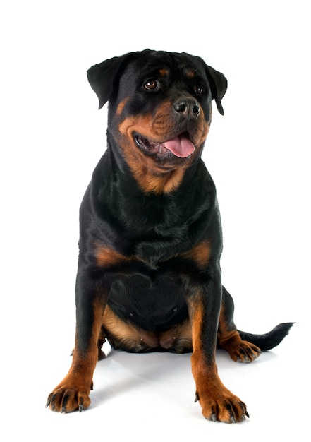 Perro rottweiler