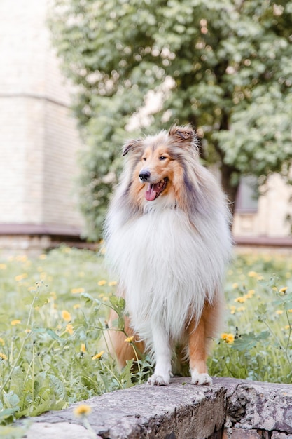 El perro Rough Collie al aire libre