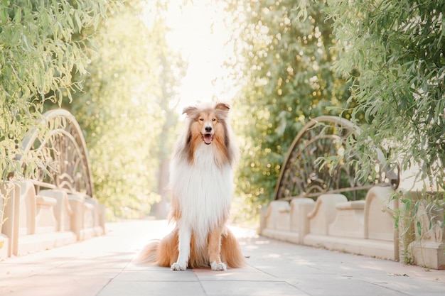 El perro Rough Collie al aire libre