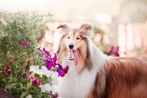 El perro Rough Collie al aire libre