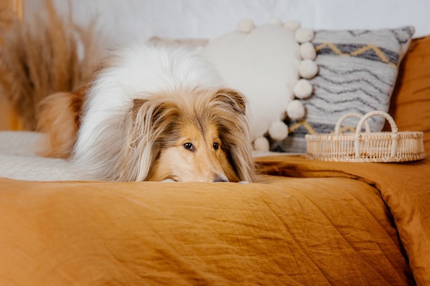 El perro Rough Collie en casa Perro adentro