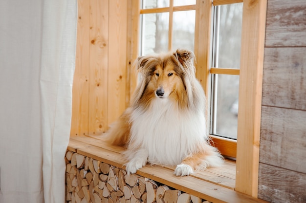 El perro Rough Collie en casa Perro adentro