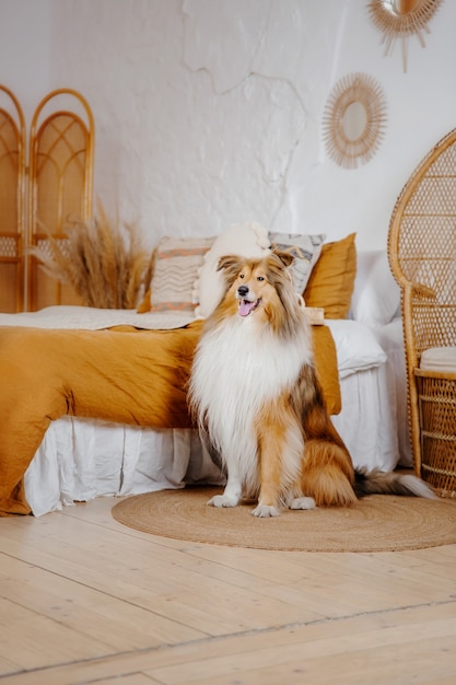 El perro Rough Collie en casa Perro adentro