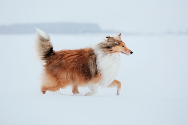 El perro Rough Collie en invierno