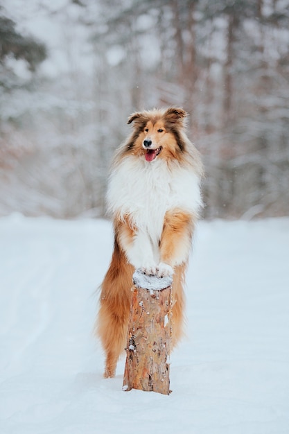 El perro Rough Collie en invierno