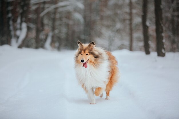 El perro Rough Collie en invierno