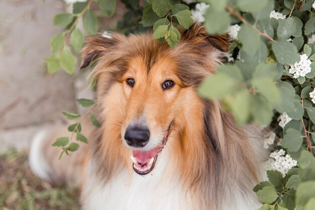 El perro Rough Collie en primavera