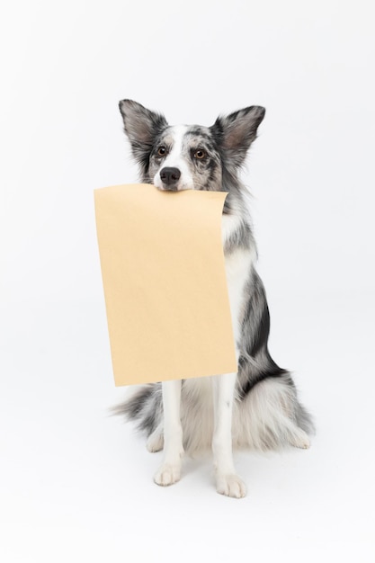 Foto un perro sabio está sentado en su culo y en su boca sostiene un sobre gris traído por el cartero border collie perro en tonos de blanco y negro y pelo largo y fino un excelente perro de pastoreo