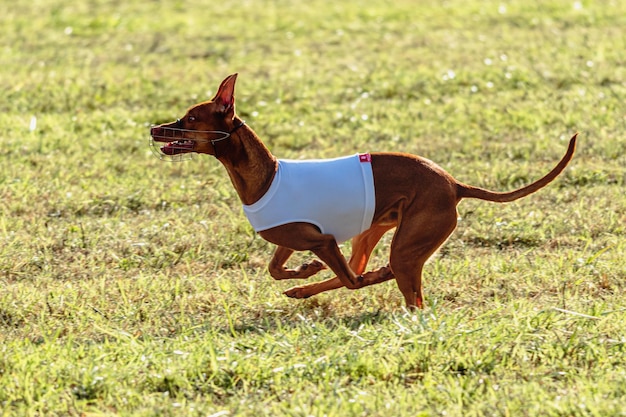 Perro sabueso del faraón corriendo con chaqueta blanca en el campo de carreras