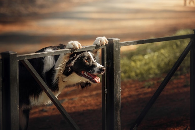 Un perro saca la lengua por encima de una valla.