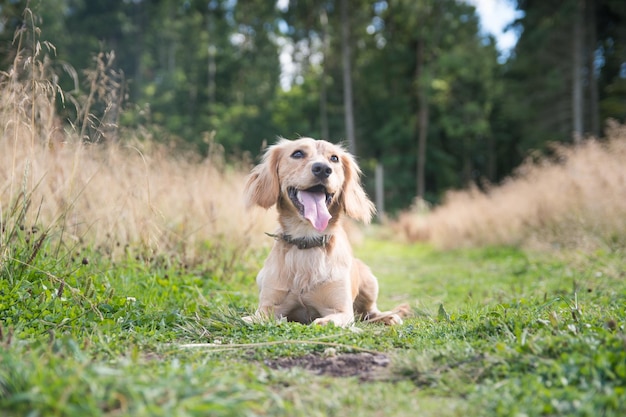 Perro sacando la lengua en el campo