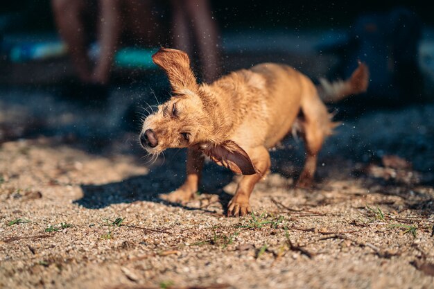 Perro sacudiéndose el agua