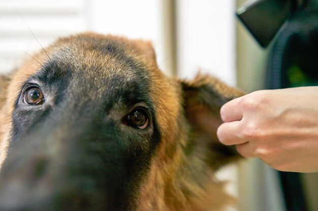 Foto perro en la sala de aseo con secador de manos