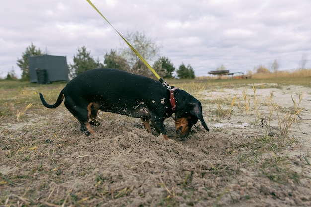 Un perro salchicha cavando en el barro