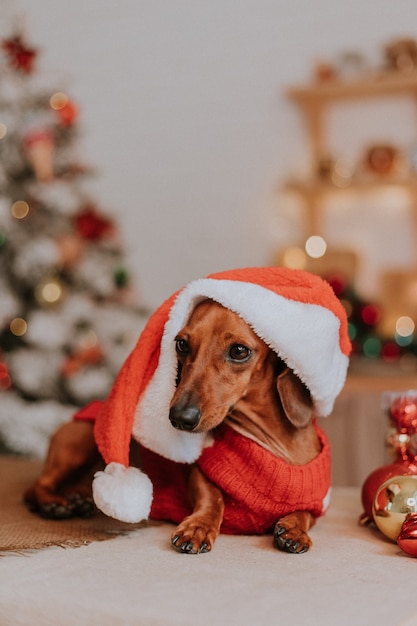 Perro salchicha enano en un traje de Santa Claus en un concepto de invierno interior de Navidad Año Nuevo