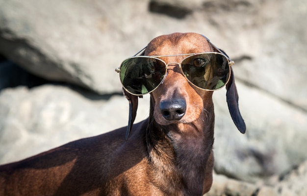 Perro salchicha con gafas de sol en el mar