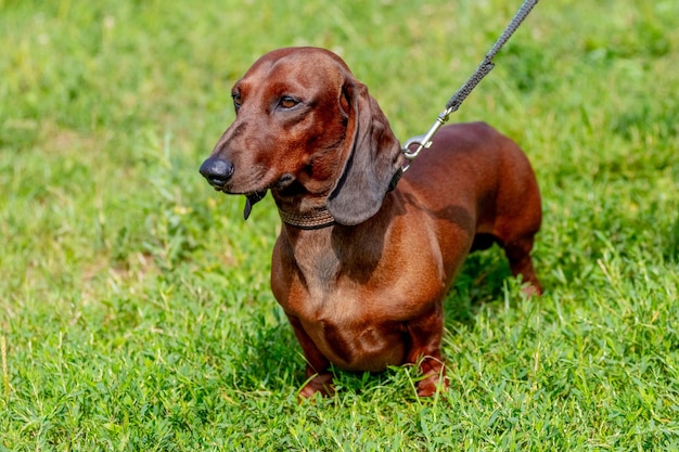 Perro salchicha marrón con correa en el parque durante un paseo