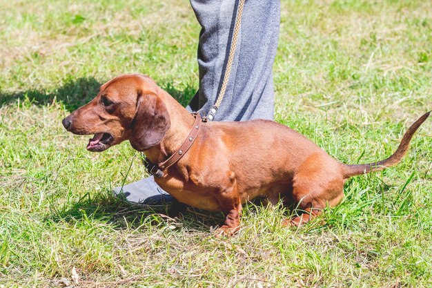 Un perro salchicha marrón a los pies de su amo mientras camina