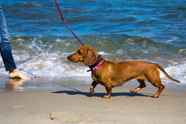 Perro salchicha en la orilla del mar azul. Perro con correa. Vacaciones con mascota