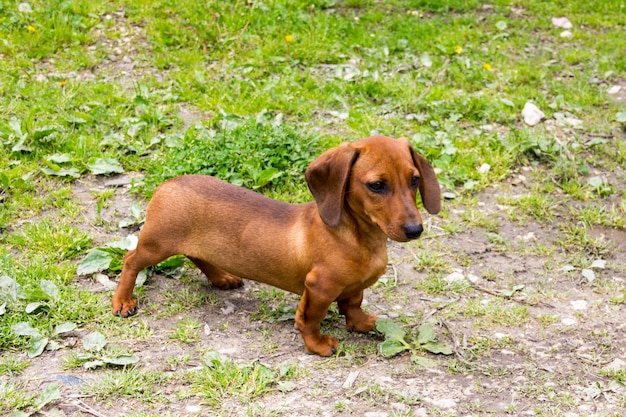 El perro salchicha, perro wiener o perro salchicha en el patio trasero